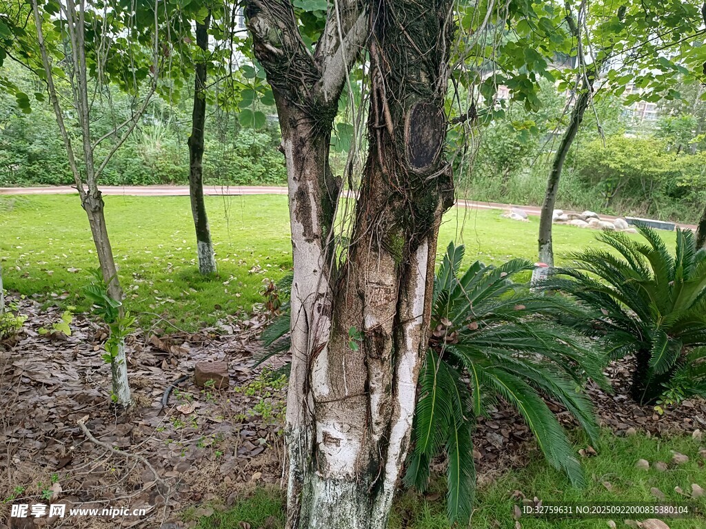 林間樹木與綠植景觀