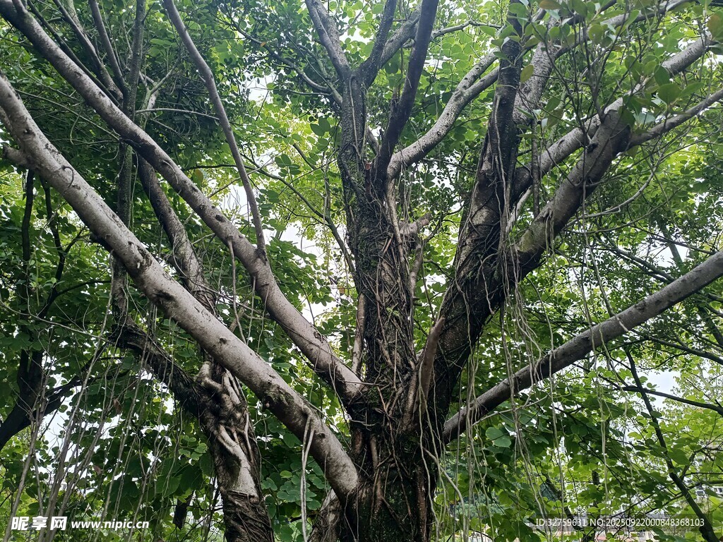 繁茂大樹(shù)展現(xiàn)自然生命力