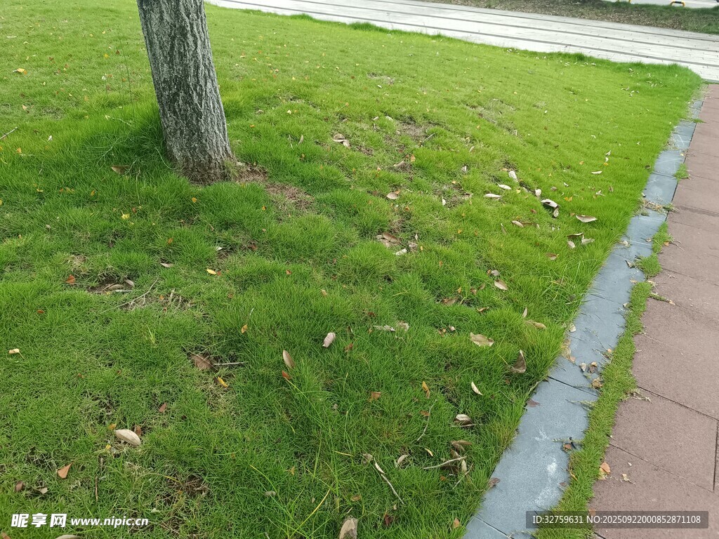 樹下草地旁的磚石小路