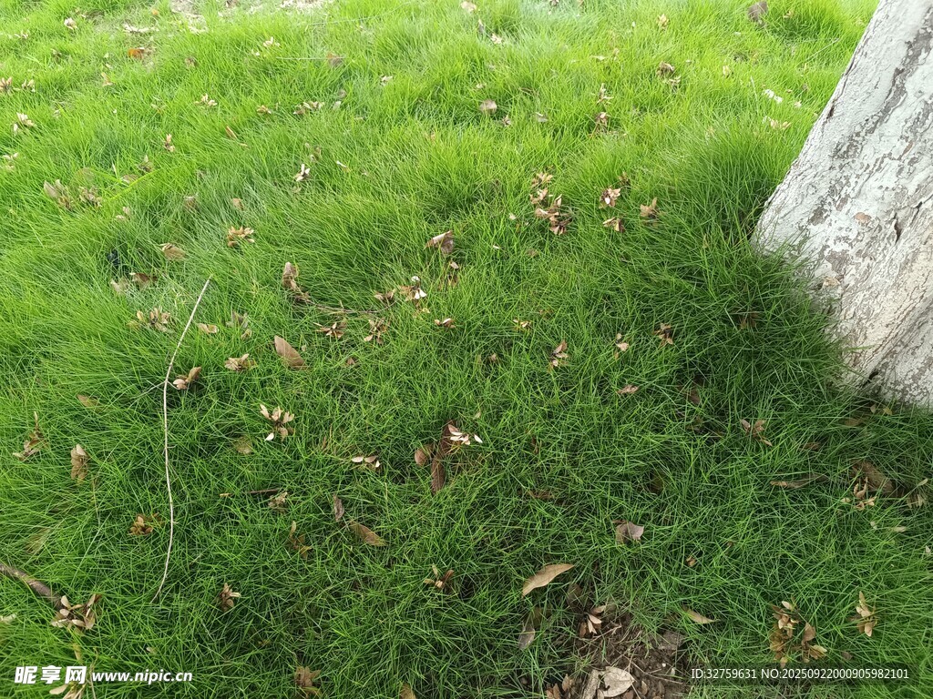 翠綠草地旁的灰白石塊