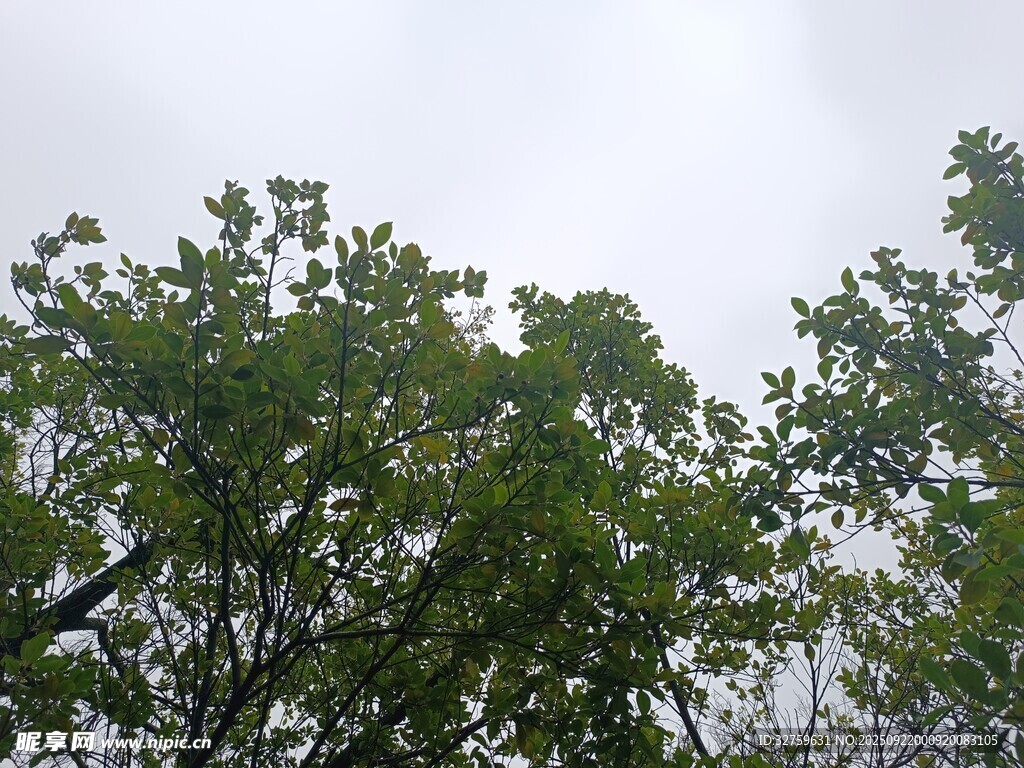 仰視茂密綠樹(shù)樹(shù)冠