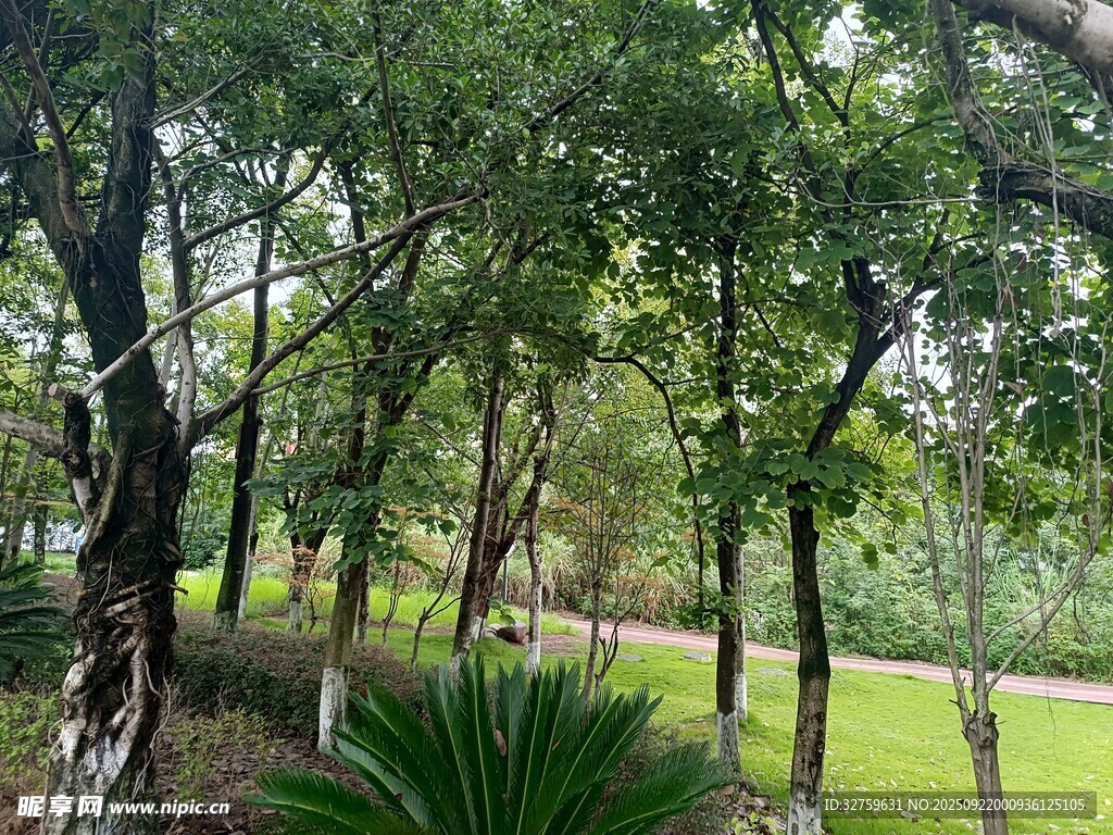 林間綠意盎然的清新景致