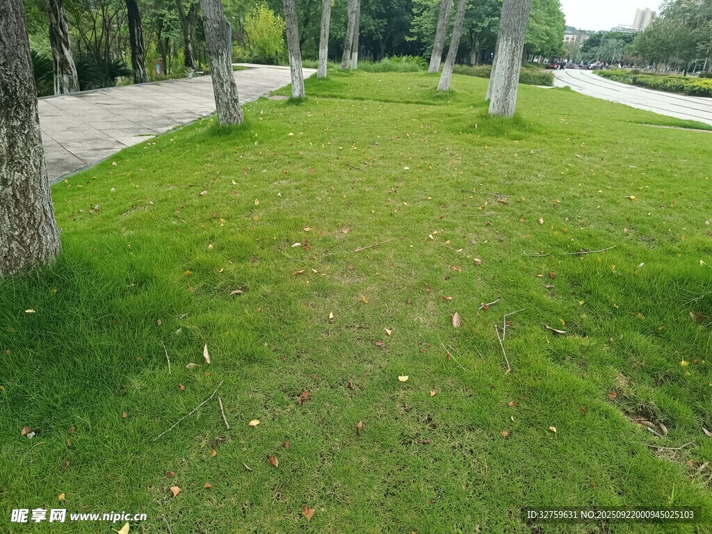 綠意盎然的公園草地小徑