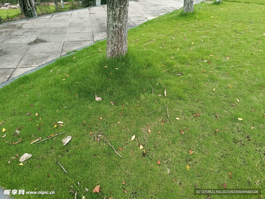 草地旁的樹干與散落雜物