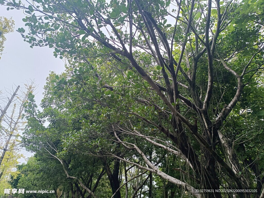 茂密樹林中的繁茂樹木