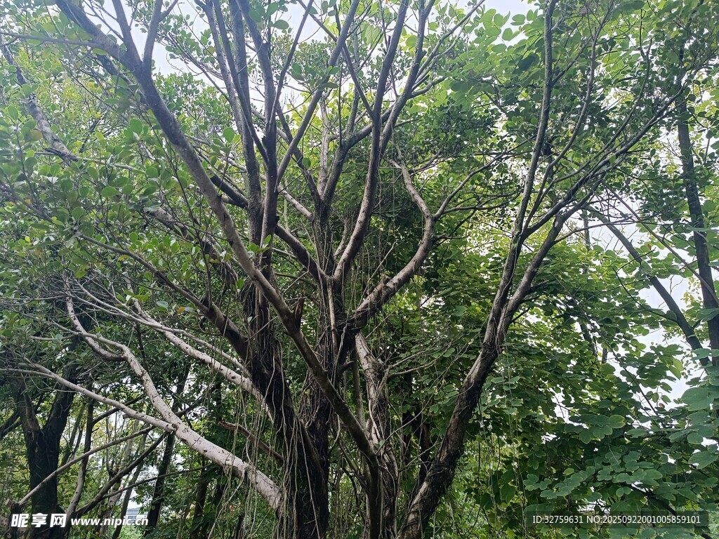 茂密樹林中的光禿樹干