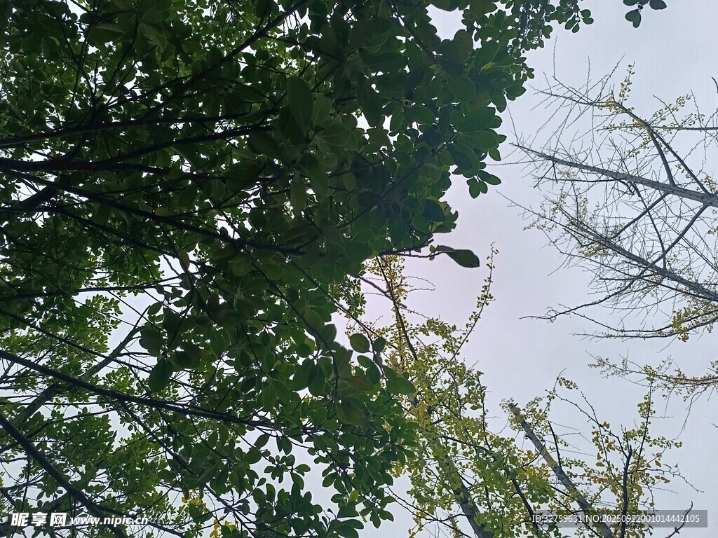 仰視繁茂綠樹與晴空