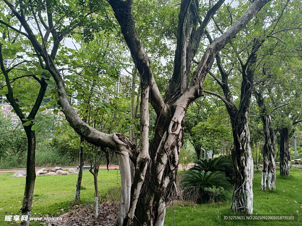 林間繁茂樹木綠意盎然