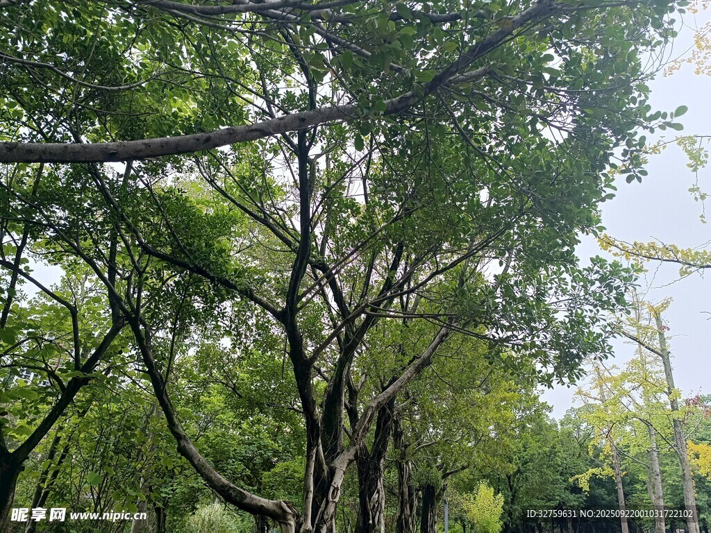 繁茂樹(shù)林中的綠意景致
