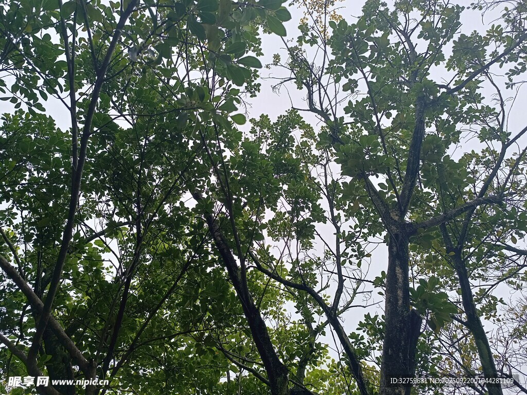 仰視茂密枝葉間的天空