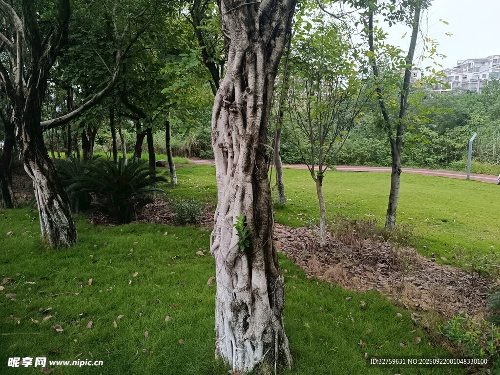 林間草地