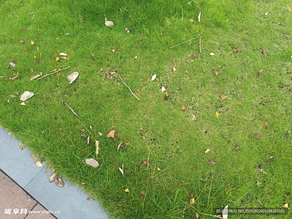 草坪上散落的枯黃樹(shù)葉