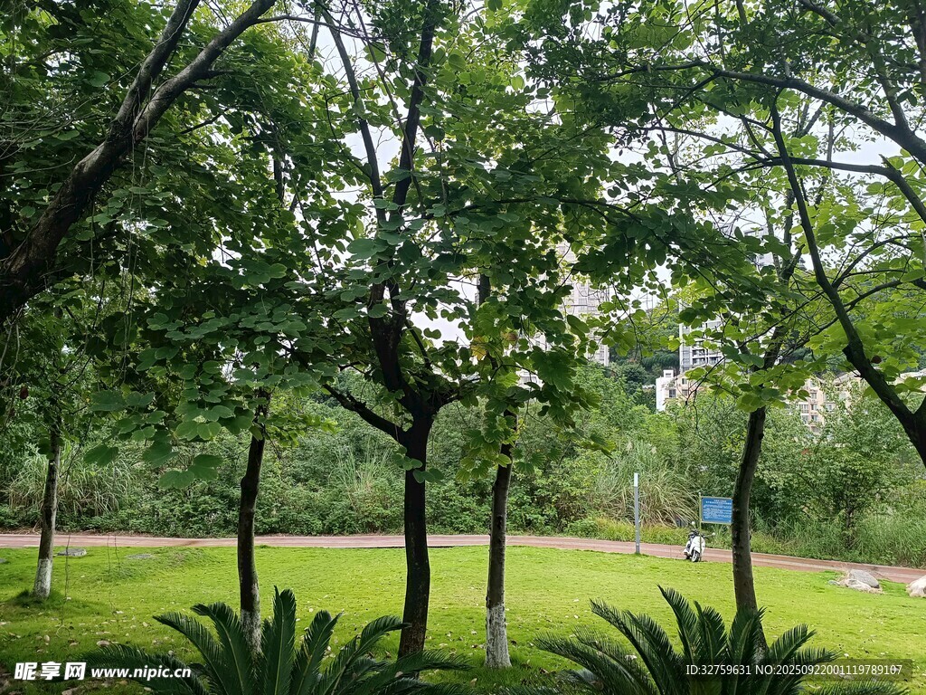 綠意盎然的公園樹林景觀