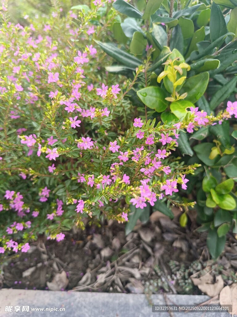 粉色小花綻放綠植間