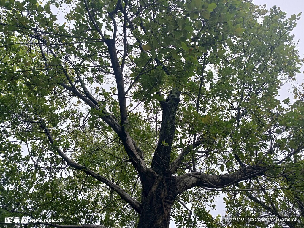 高大繁茂的綠樹