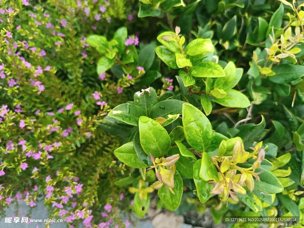 綠葉紫花交織的自然美景