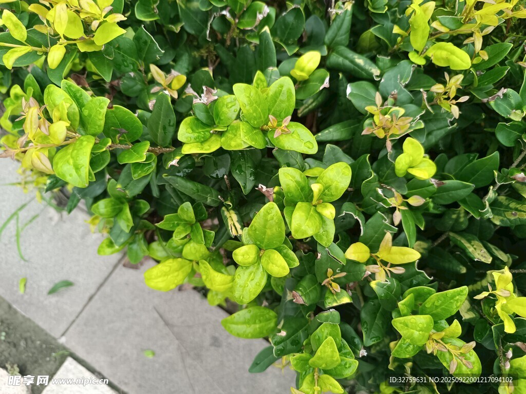 翠綠繁茂的綠植景觀