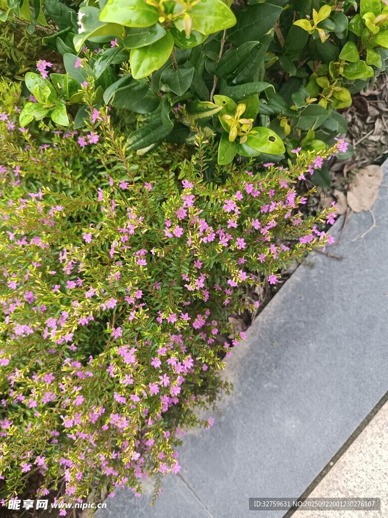路邊綻放的紫色小花