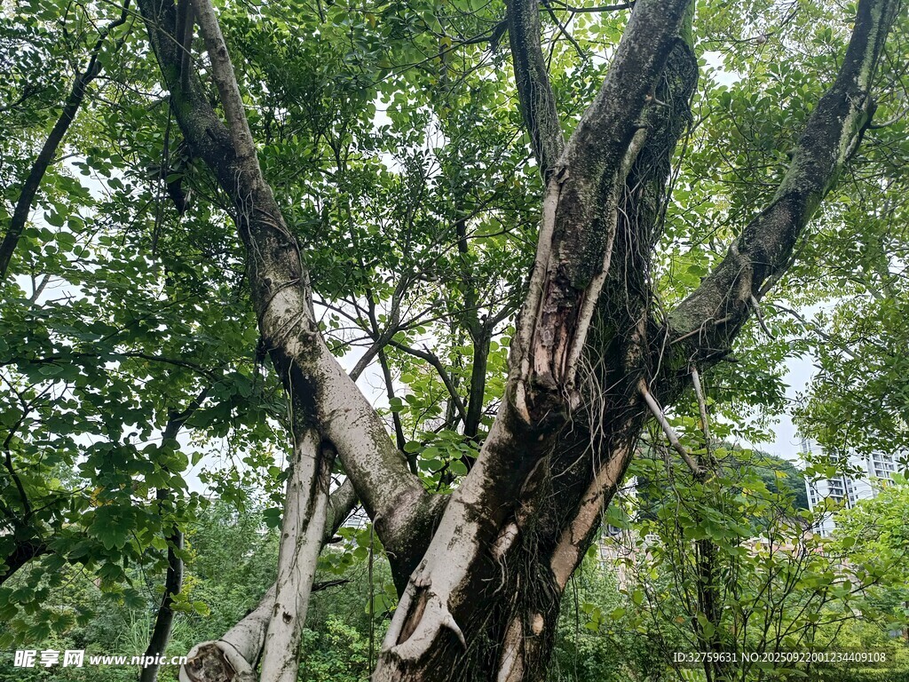 粗壯斑駁的老樹