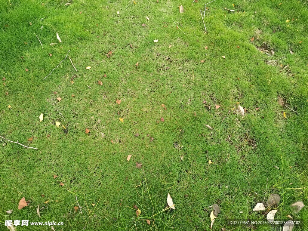 翠綠草地散落枯黃葉片