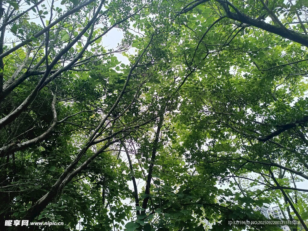 茂密樹林中的繁茂枝葉