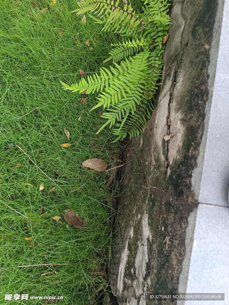 草地邊的樹(shù)干與蕨類(lèi)植物