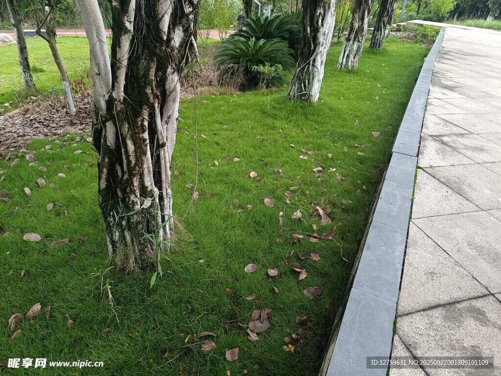 路邊綠樹草地景觀