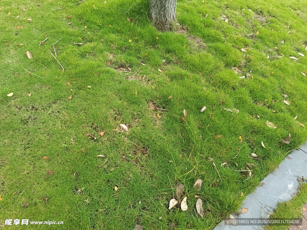草地旁小溪邊的動物群