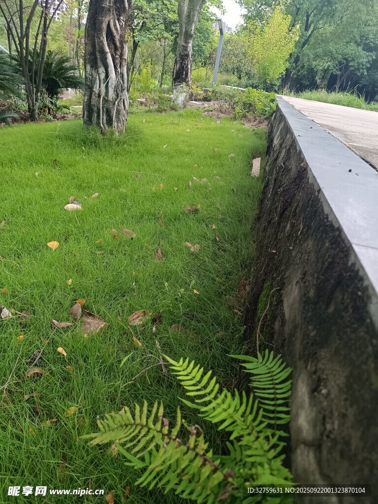 戶外綠意盎然的石邊草地