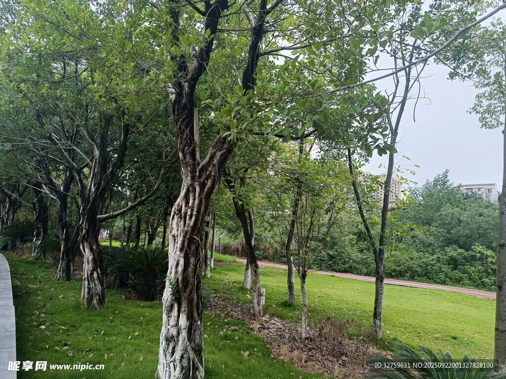 林蔭草地的靜謐風(fēng)光