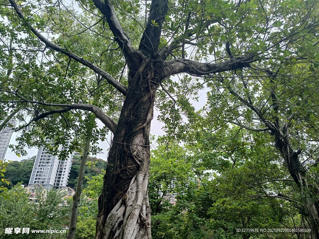 粗壯老樹挺立蔥郁林間