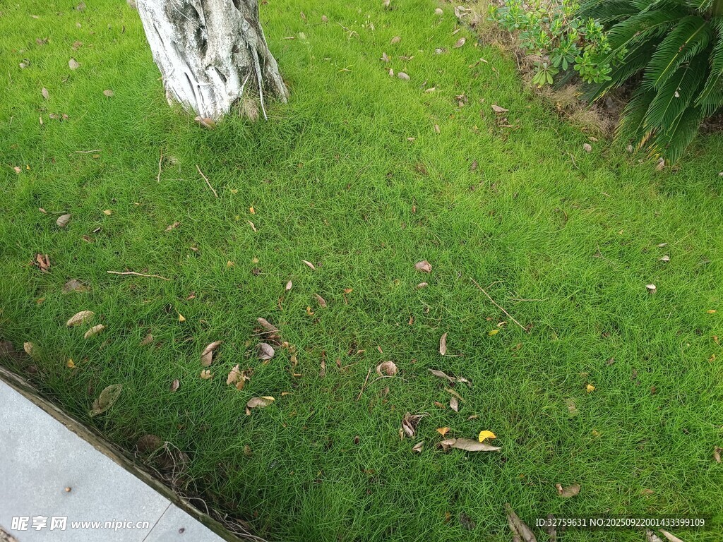 草坪邊的樹干與散落枯葉