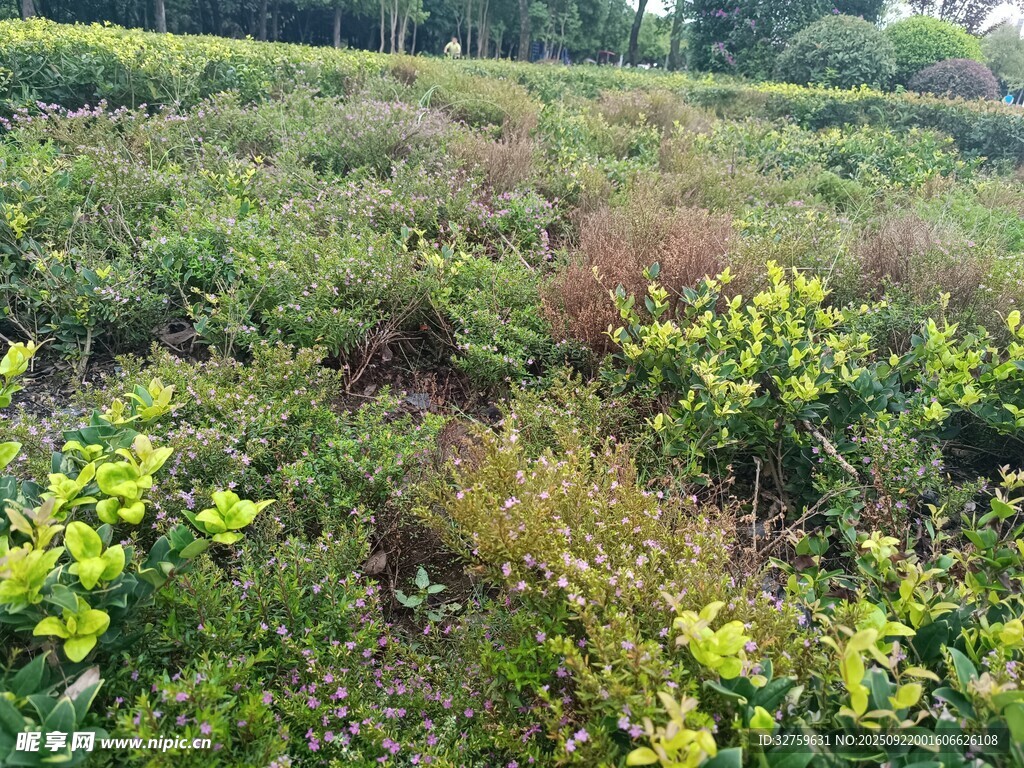 田野綠植景觀
