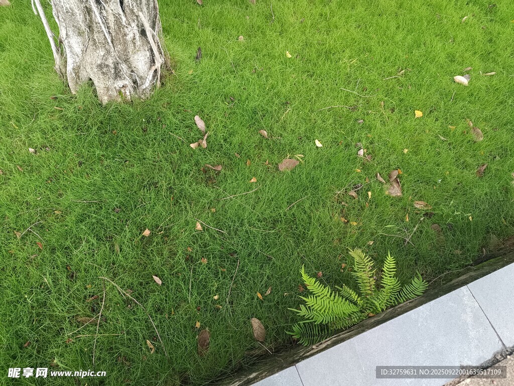 草坪邊的綠植與樹干