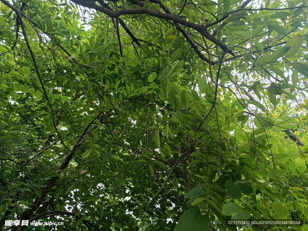 繁茂綠樹