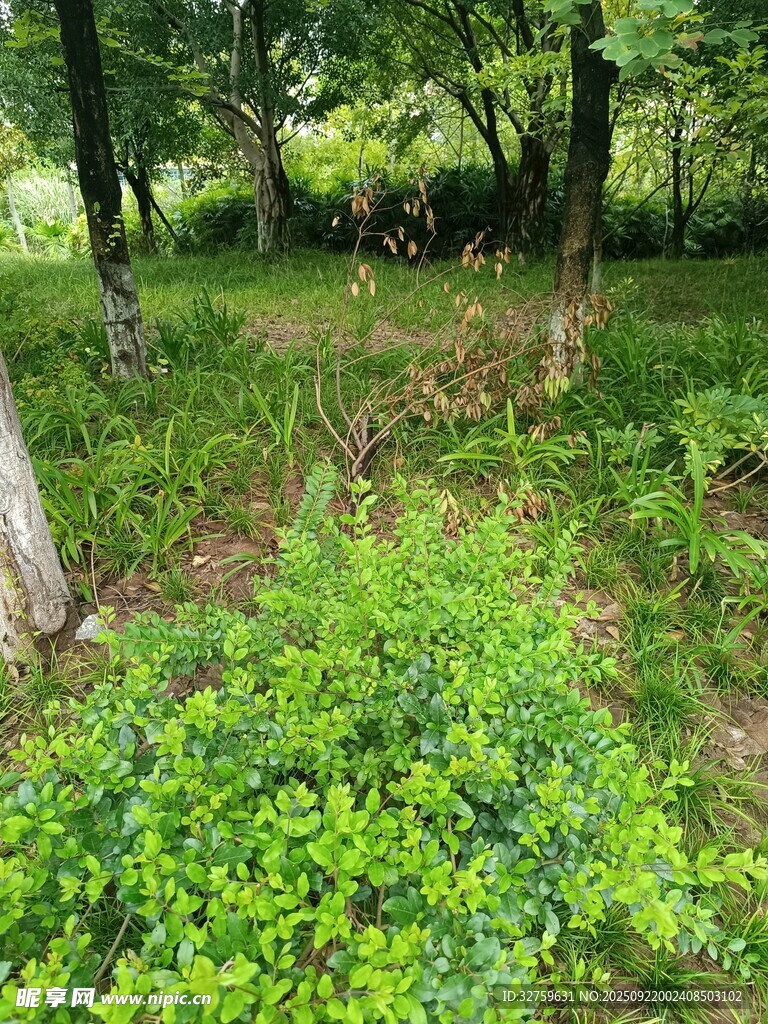 林間繁茂綠植景觀
