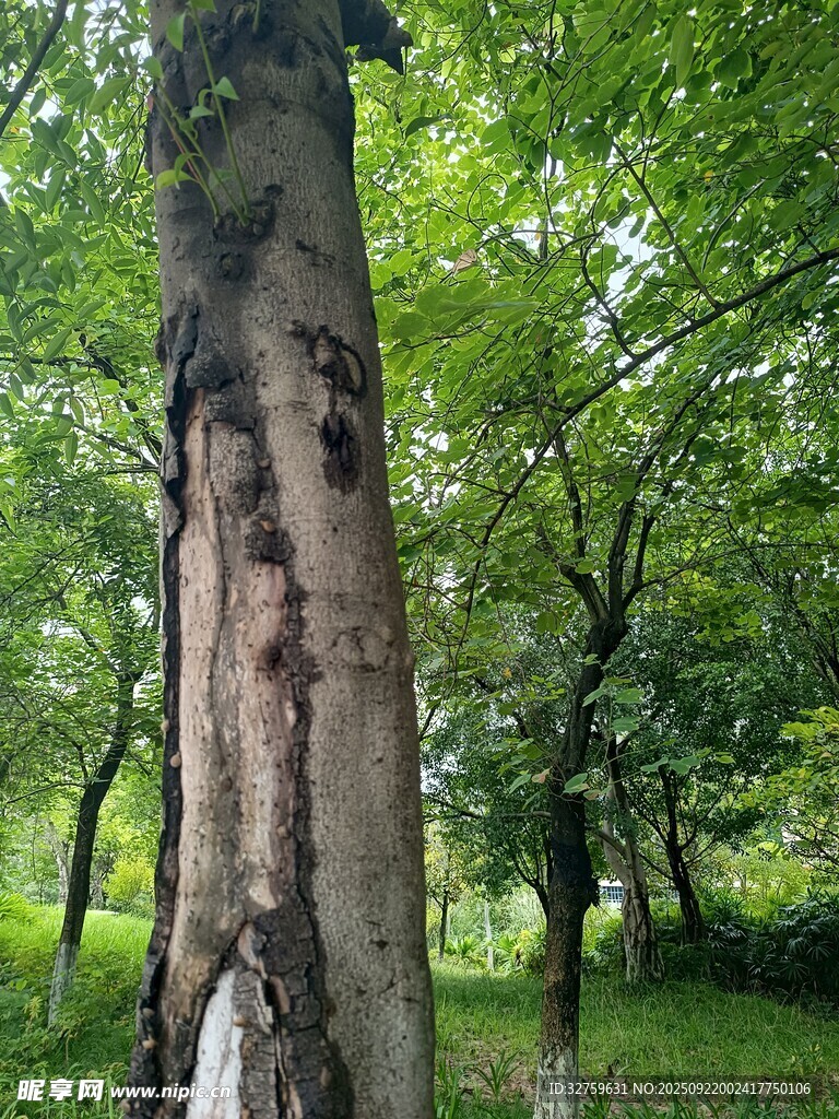 林間大樹 