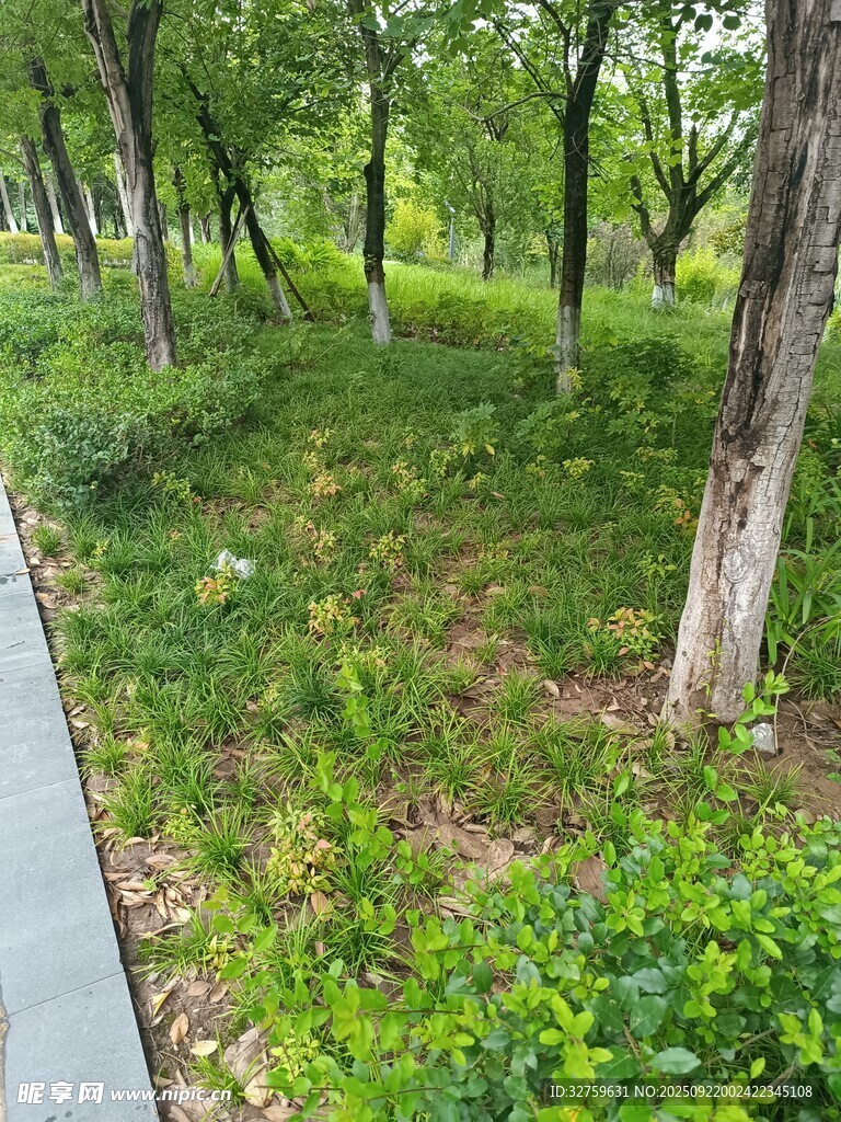 林間小道旁的綠植景觀