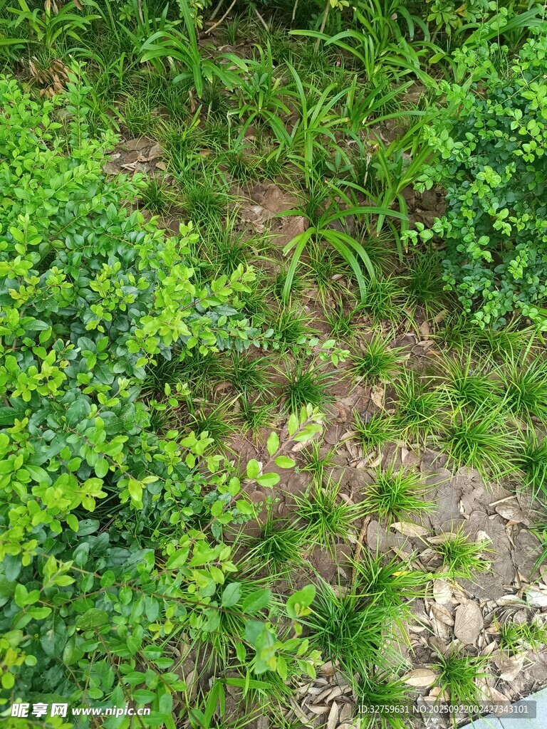 地面綠植景觀