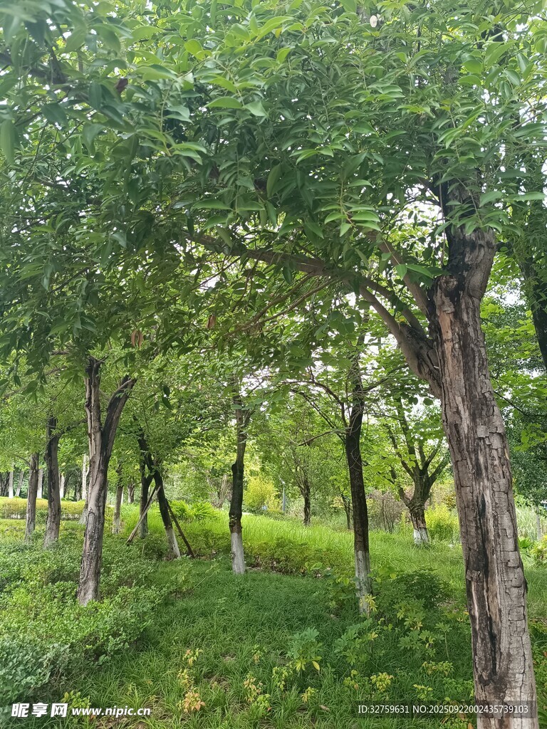 夏日林間綠意盎然