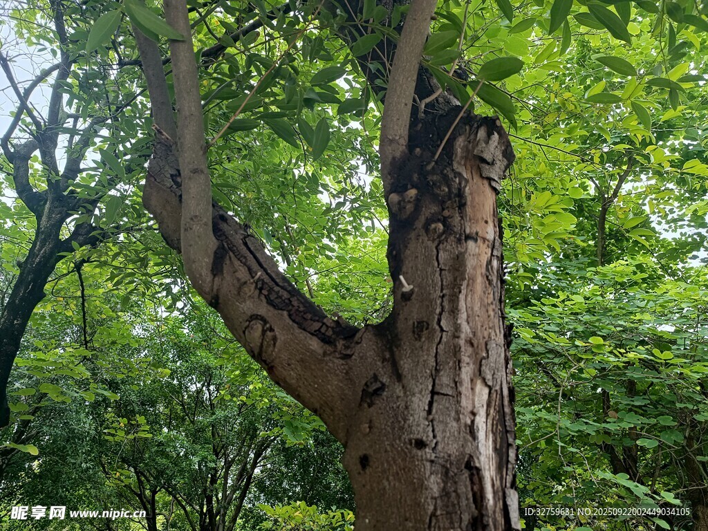 森林中粗壯扭曲的古老樹干