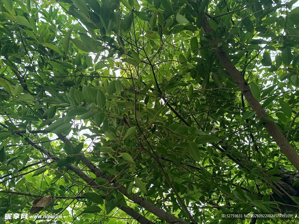繁茂綠樹(shù)間的光影世界
