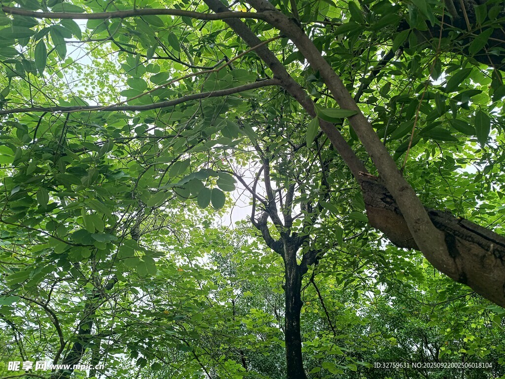 夏日林間綠意盎然