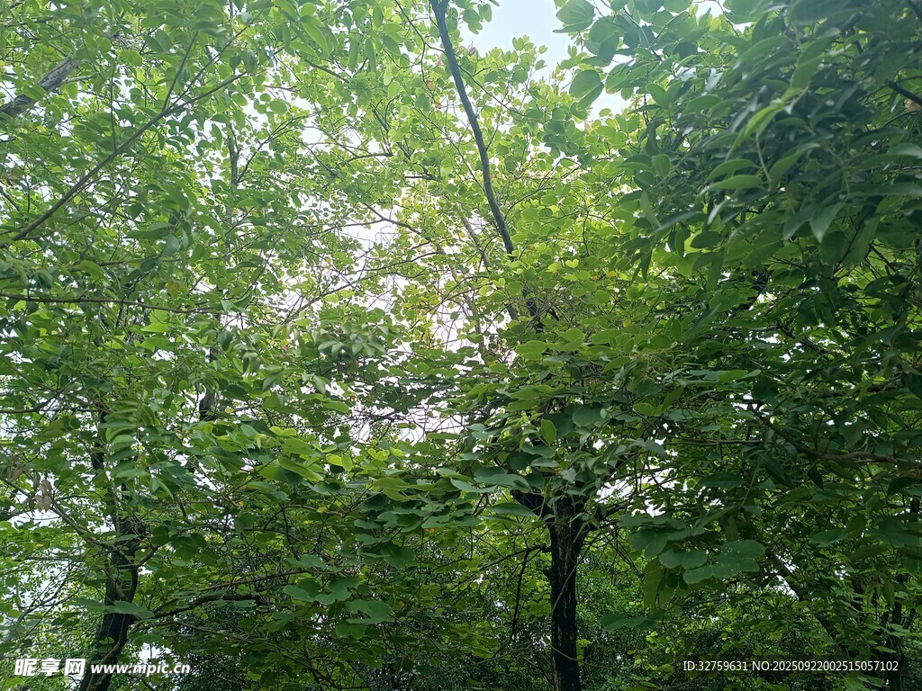 夏日繁茂樹(shù)林景觀