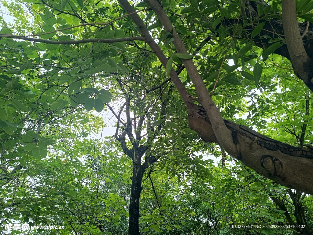 林間繁茂樹木綠意盎然