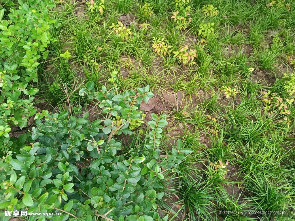 綠意盎然的草地景象
