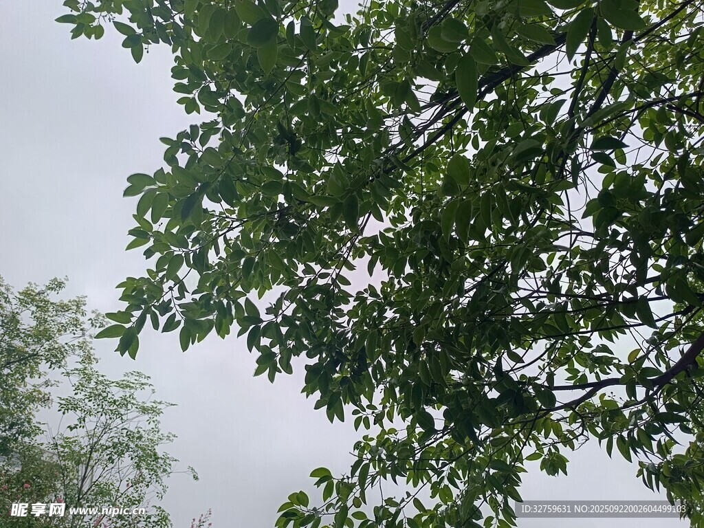 綠葉繁茂的樹(shù)冠景色