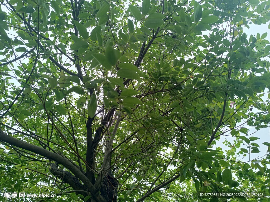 繁茂綠樹展現(xiàn)盎然生機(jī)