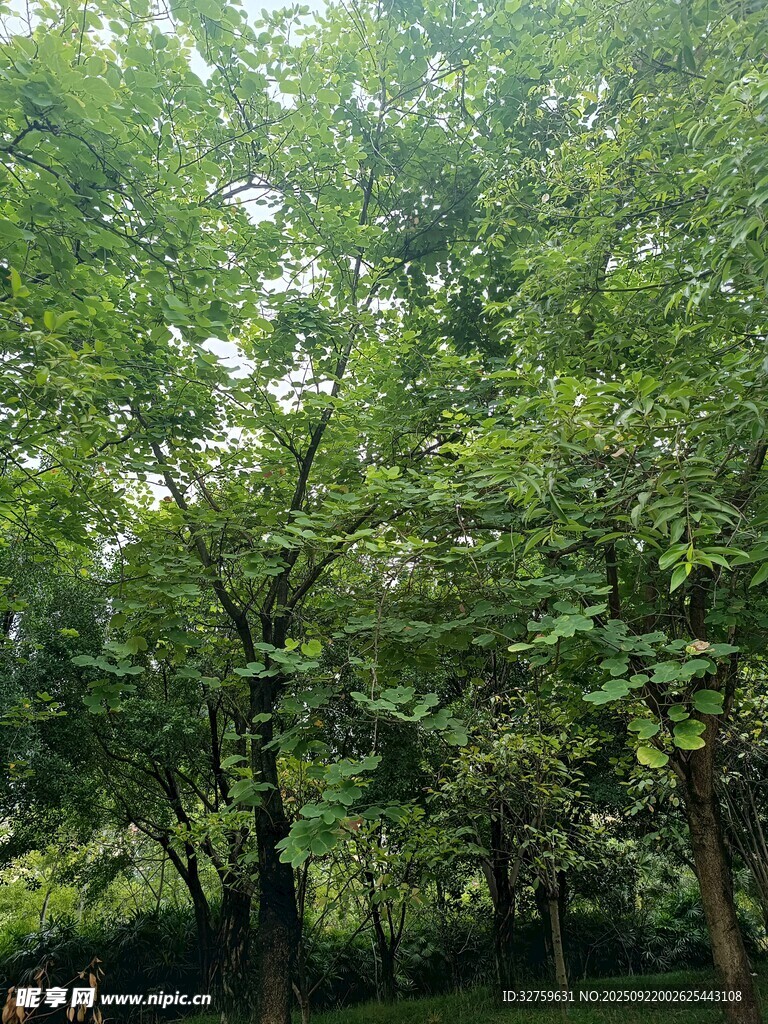 夏日蔥郁樹林景觀