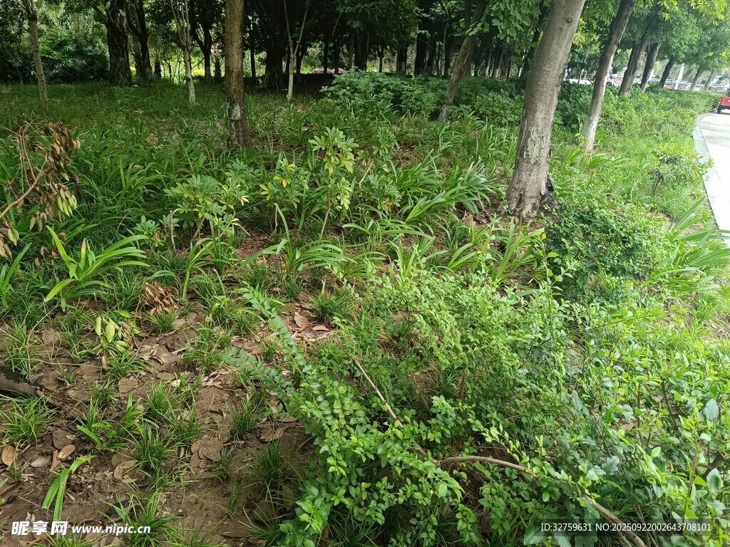 林間繁茂綠植景觀